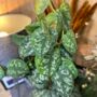 The Pictus Trailing Houseplant, thumbnail 4 of 6