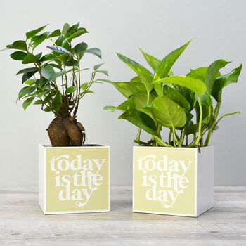'Today Is The Day' Positivity Plant Pot And Houseplant, 2 of 7