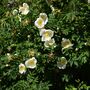 Rose Plant Rosa Rugosa 'Alba' Rose Plant Bare Rooted, thumbnail 3 of 5