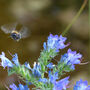 Wildflower Seeds For Bees Gift Or Wedding Favours, thumbnail 10 of 11
