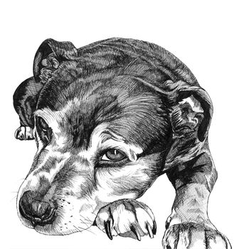 Hand Drawn Pet Portrait, 10 of 11