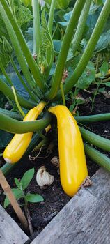 Courgette Seeds In As Seedtube, 2 of 7