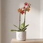 Personalised Engraved Plant Pot And Plant Wedding Gift, thumbnail 5 of 9
