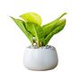 Houseplant Philodendron Lemon Lime Full Plant 13cm Pot, thumbnail 1 of 5