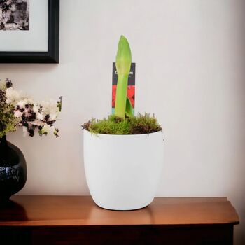 Festive Red Amaryllis Bulb In 12cm Pot For Christmas, 4 of 6