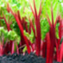 Rhubarb 'Victoria' Plant In 2 L Pot, thumbnail 4 of 4