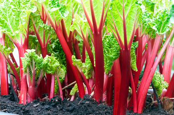 Rhubarb 'Victoria' Plant In 2 L Pot, 4 of 4