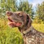 Woodland Badger Dog Collar, thumbnail 5 of 10