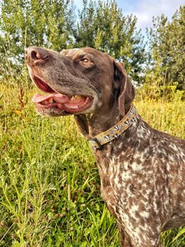 Woodland Badger Dog Collar, 5 of 10