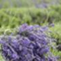 Dried Lavender Bunch, thumbnail 5 of 5