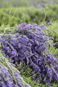 Dried Lavender Bunch, 8 of 10