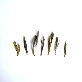 Solar Green Loose Leaf Tea, 3 of 8