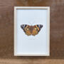 Painted Lady Illustrated Butterfly Print, thumbnail 1 of 5