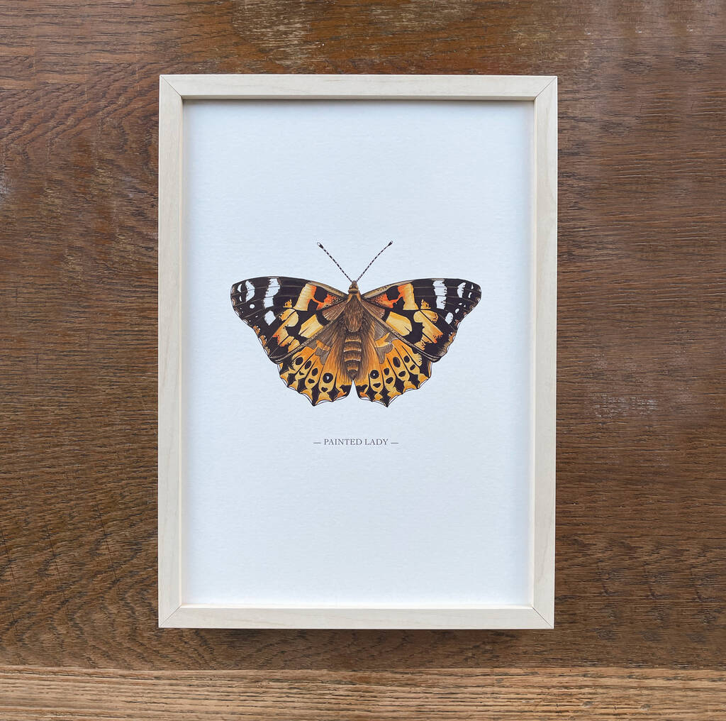 Painted Lady Illustrated Butterfly Print By Fearless Flamingo