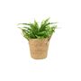 Boston Fern Nephrolepis In 12cm Ceramic Pot, thumbnail 5 of 9