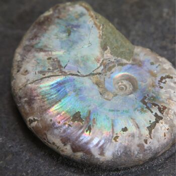 Iridescent Ammonite In Matrix Bespoke Steel Stand Real Authentic Dinosaur Fossil Natural History Interior Design Home Decor Display Gift Ornament, 2 of 4