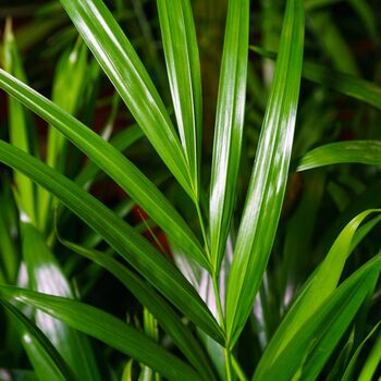 Parlour Palm Plant, Chamaedorea Elegans, Two X 9cm Pots, 3 of 4