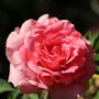 Hybrid Tea Rose 'Amazing Grace' Plant In 5 L Pot, thumbnail 1 of 4