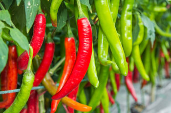 Chilli Pepper 'Apache' Six X 9cm Pot Plants, 5 of 5