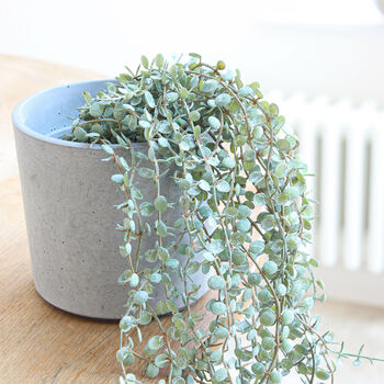 Grey Wash String Of Pearl Plant, 3 of 4