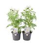 Cosmos White Flowering Plants – Set Of Two In 1 L Pots, thumbnail 1 of 3
