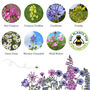 The Little Book Of Bees And Bee Wildflower Seedball Box, thumbnail 8 of 11
