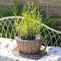 Hand Woven Grey Wash Wicker Tea Cup Planter, thumbnail 3 of 9