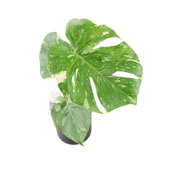 Monstera Thai Constellation – Rare Variegated Houseplant – Free Standard Gift Wrap, 6 of 9