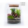 Beginner Friendly Bonsai Terrarium Kit | 'Perth', thumbnail 5 of 12