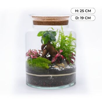 Beginner Friendly Bonsai Terrarium Kit | 'Perth', 5 of 12