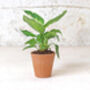 Fluted Terracotta Plant Pot, thumbnail 2 of 8