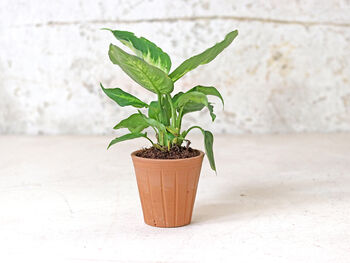 Fluted Terracotta Plant Pot, 2 of 8
