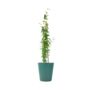 Pink Jasmine Jasminum Beesianum In 3 L Pot, thumbnail 5 of 6