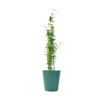 Pink Jasmine Jasminum Beesianum In 3 L Pot, 5 of 6
