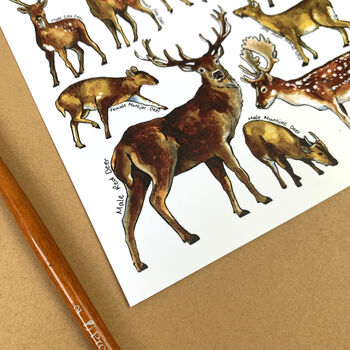 Deer Of Britain Watercolour Postcard, 9 of 10