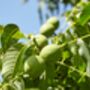 Walnut Tree, 'Juglans Regia', thumbnail 7 of 8