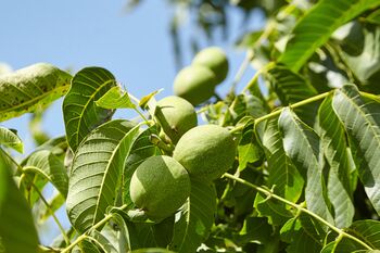 Walnut Tree, 'Juglans Regia', 7 of 8