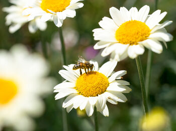 Wildflower Grow Kit With Forget Me Not Or Chamomile Seeds, 5 of 10