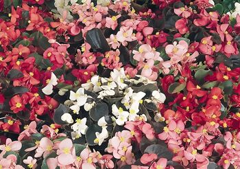 Begonia Semperflorens Mixed 12 Plants 2 X 6 Pack Bedding, 3 of 3