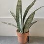 Artificial Potted Sansevieria Medium, thumbnail 3 of 8
