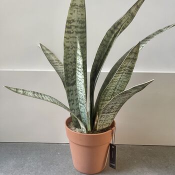 Artificial Potted Sansevieria Medium, 3 of 8