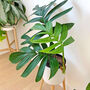 Grow Your Own Indoor Jungle Foliage Houseplant Gift Set, thumbnail 4 of 10