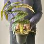 Artificial Dotted Begonia In Pot, thumbnail 1 of 5