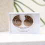 Cleoniceras Ammonite Fossil Pair, thumbnail 4 of 10