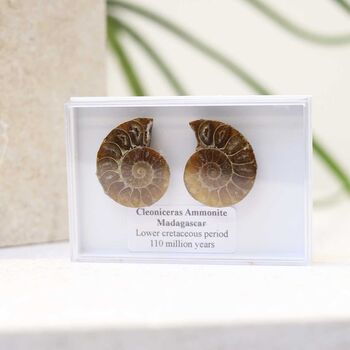 Cleoniceras Ammonite Fossil Pair, 4 of 10