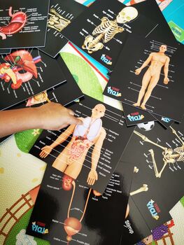 Human Anatomy Learning Cards And Gift Set, 3 of 12