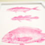 Framed Vintage Pink Fish Illustration Print, thumbnail 3 of 6