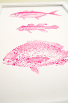 Framed Vintage Pink Fish Illustration Print, 3 of 6