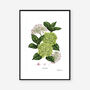 Hydrangea White, Botanical Art Print, thumbnail 2 of 2
