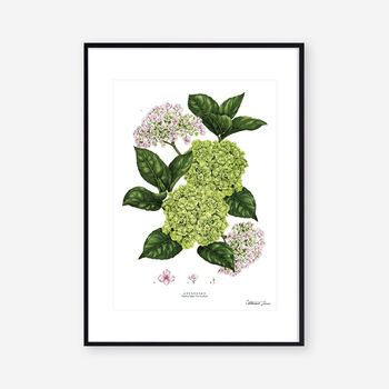 Hydrangea White, Botanical Art Print, 2 of 2